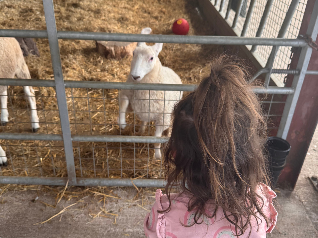 Cefn Mably Farm Park-卡迪夫必去景点