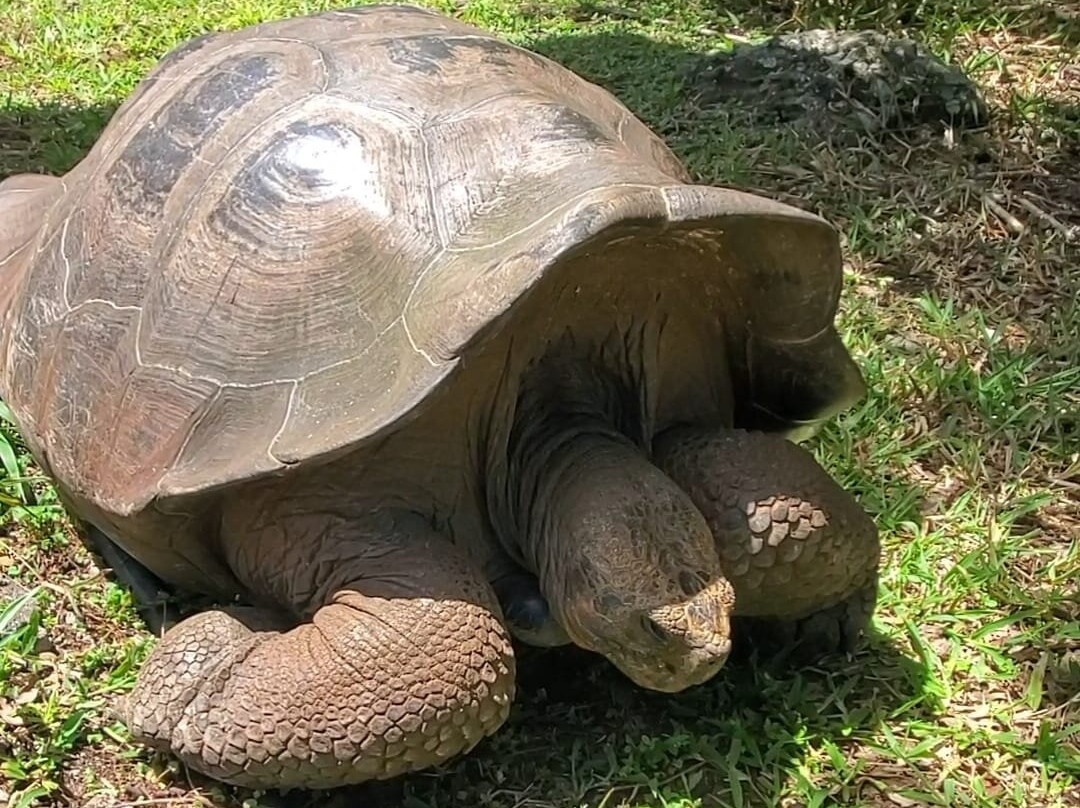 Galapaguera de Cerro Colorado-圣克里斯托瓦尔必去景点