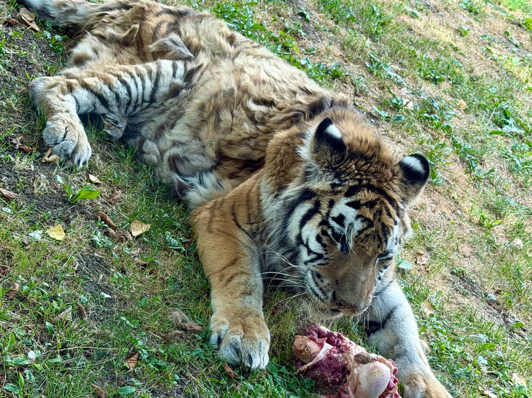 Zoo de Servion-Servion必去景点