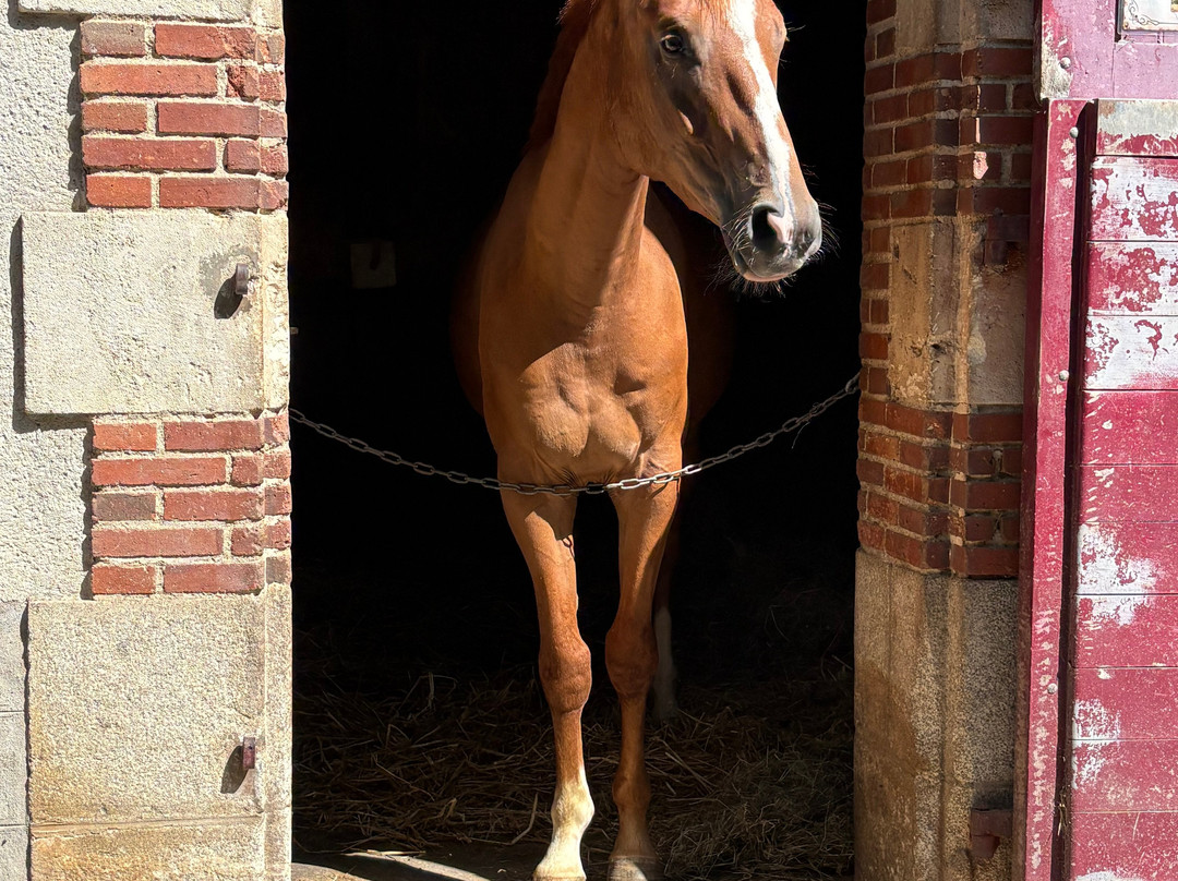 Haras De La Vendée-La Roche-sur-Yon必去景点