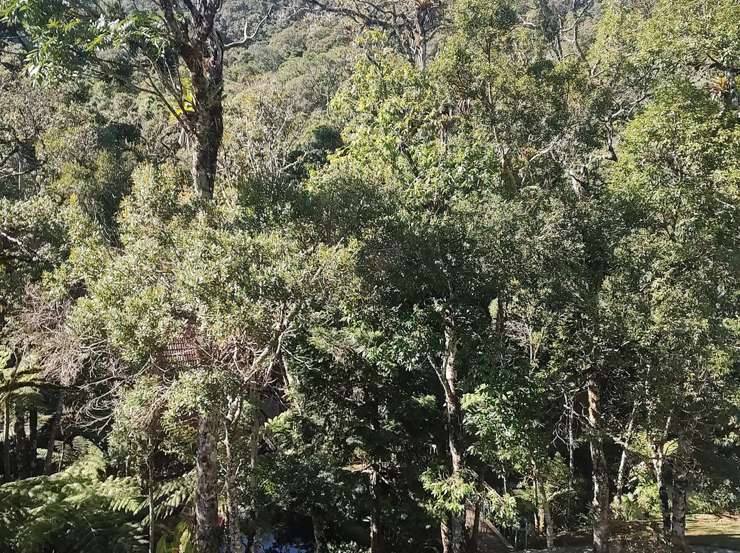 Araukaria Brazil - Monte Verde-蒙特贝尔德必去景点