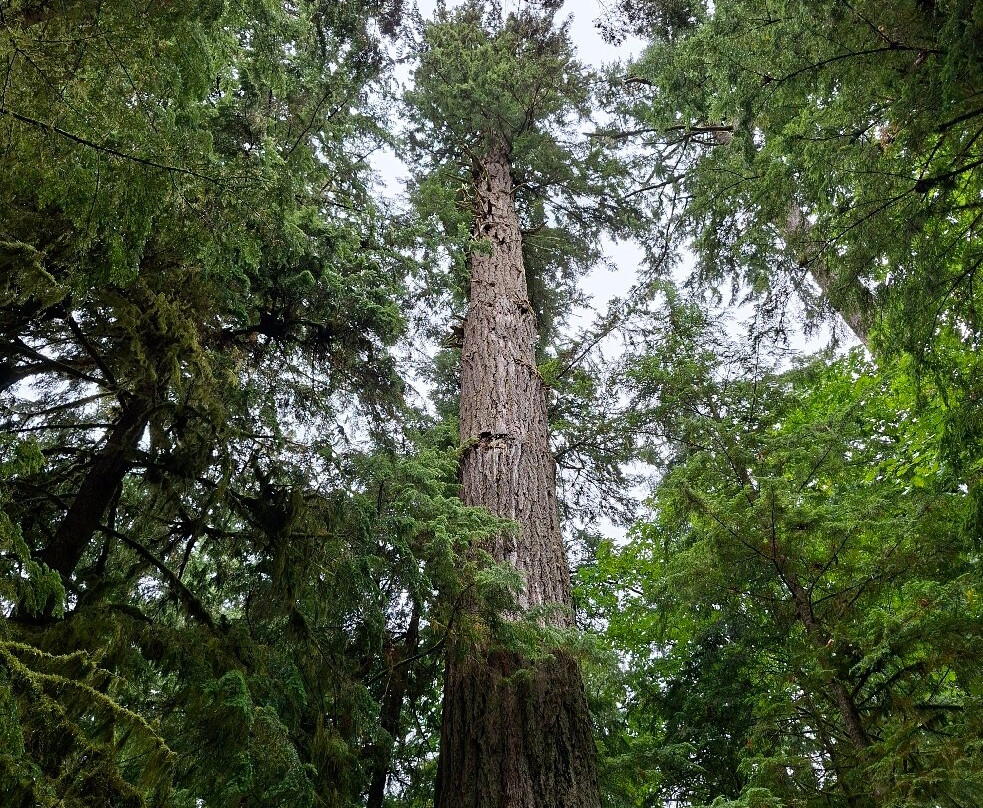 Cathedral Grove-艾伯尼港必去景点
