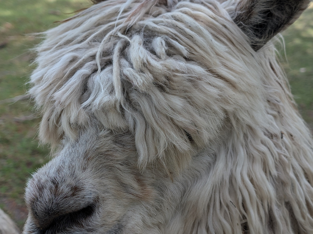 Roscommon Zoo-Roscommon必去景点