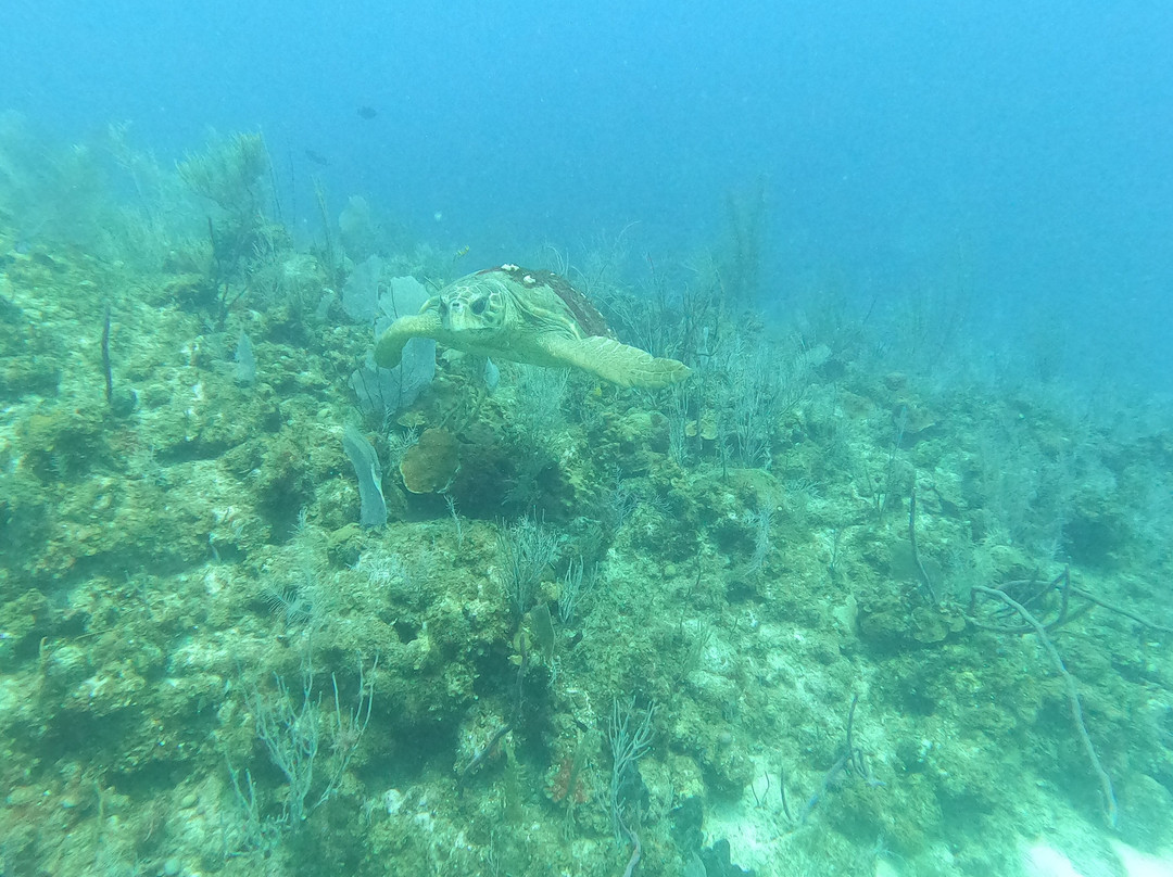 Tortuga Divers-大开曼岛必去景点