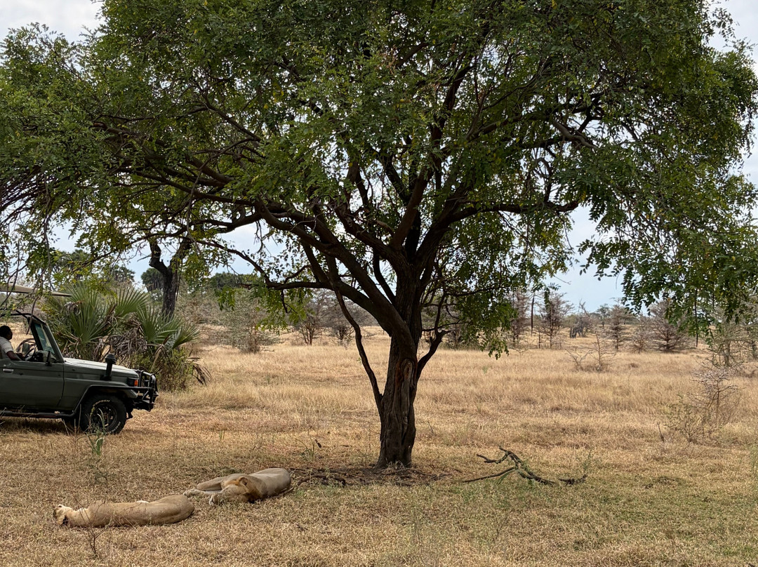 GoSmart Zanzibar Tours & Safari-Kiembi Samaki必去景点
