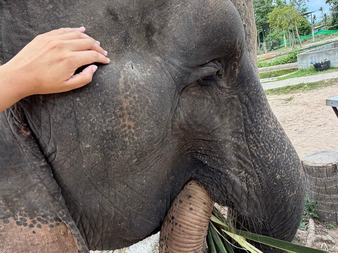 I Love Elephant Samui-Na Mueang必去景点