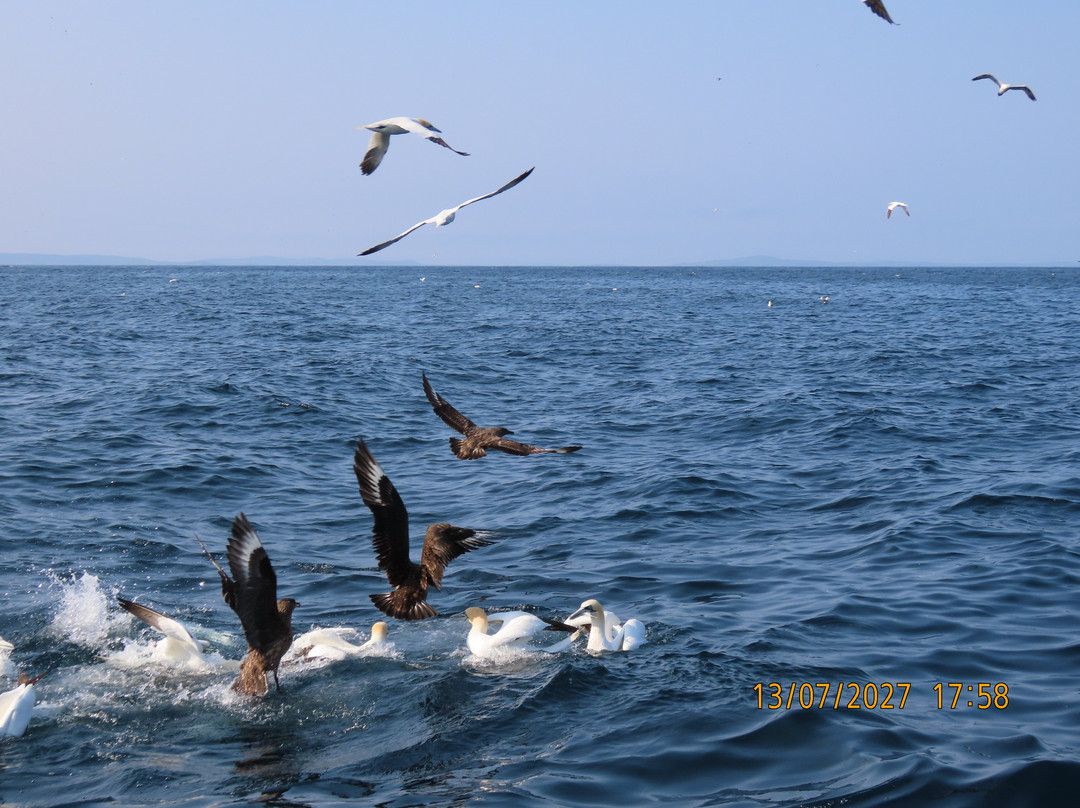 Seabirds and Seals - The Original Noss Boat Tours-Lerwick必去景点
