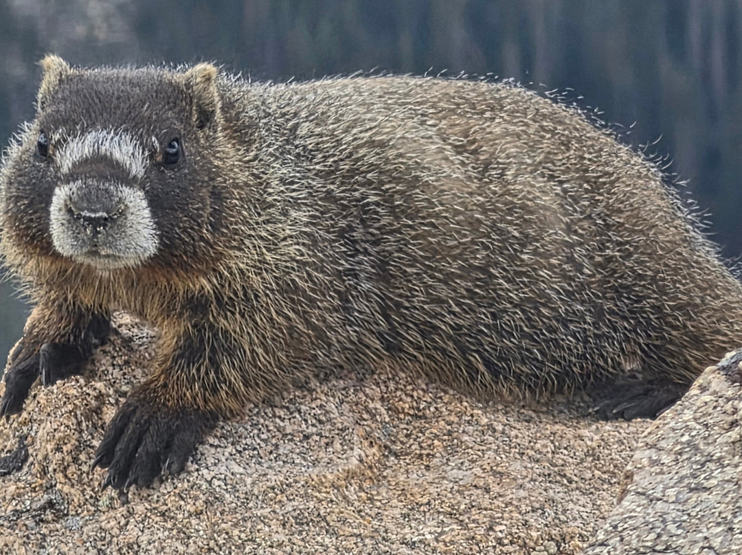 Rocky Mountain National Park-埃斯蒂斯公园必去景点