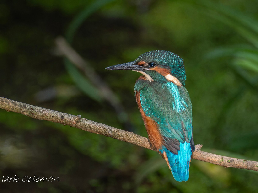 GG Wildlife Experiences Ltd-Goring-on Thames必去景点