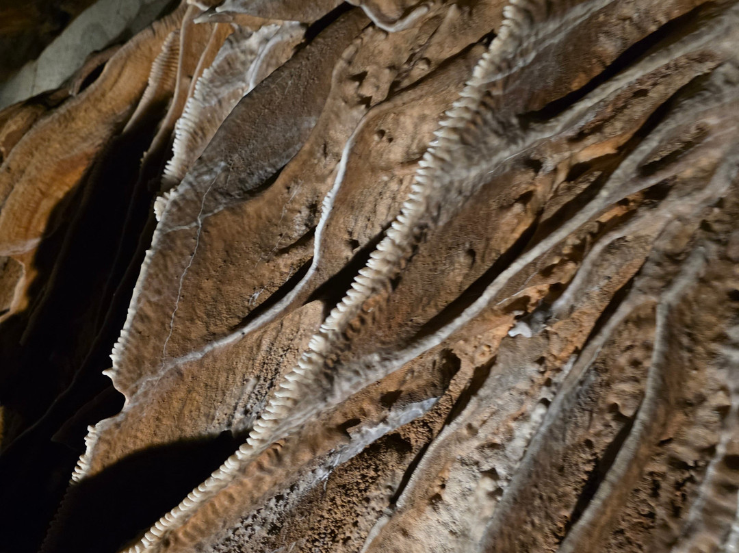 Melrose Caverns-哈里森堡必去景点