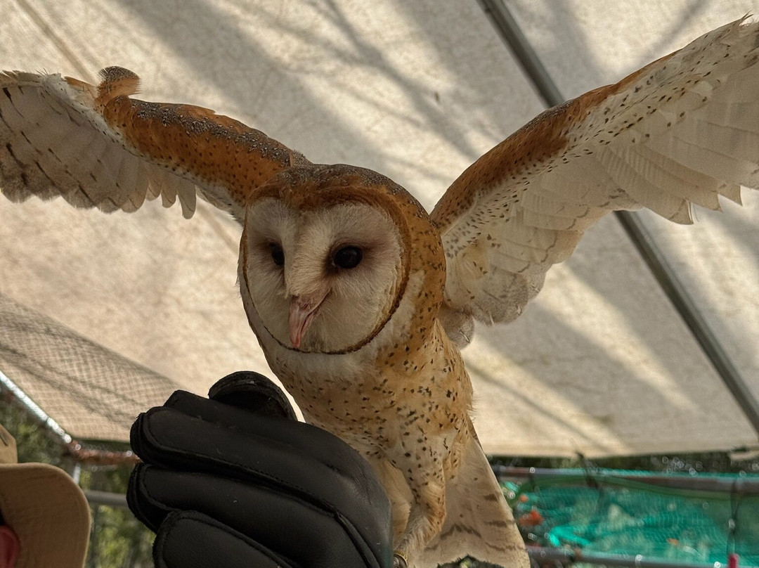 International Falconry Academy-Live Oak必去景点