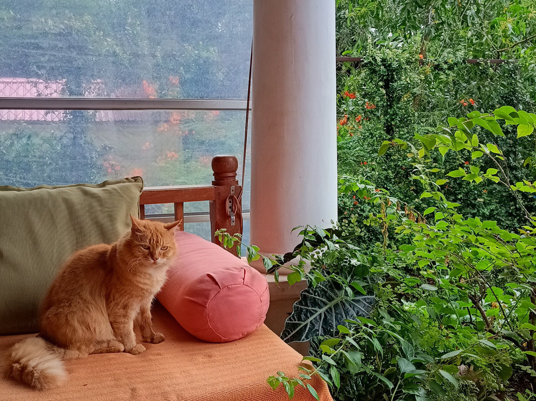 Capella Forest Retreat & Homestay主图