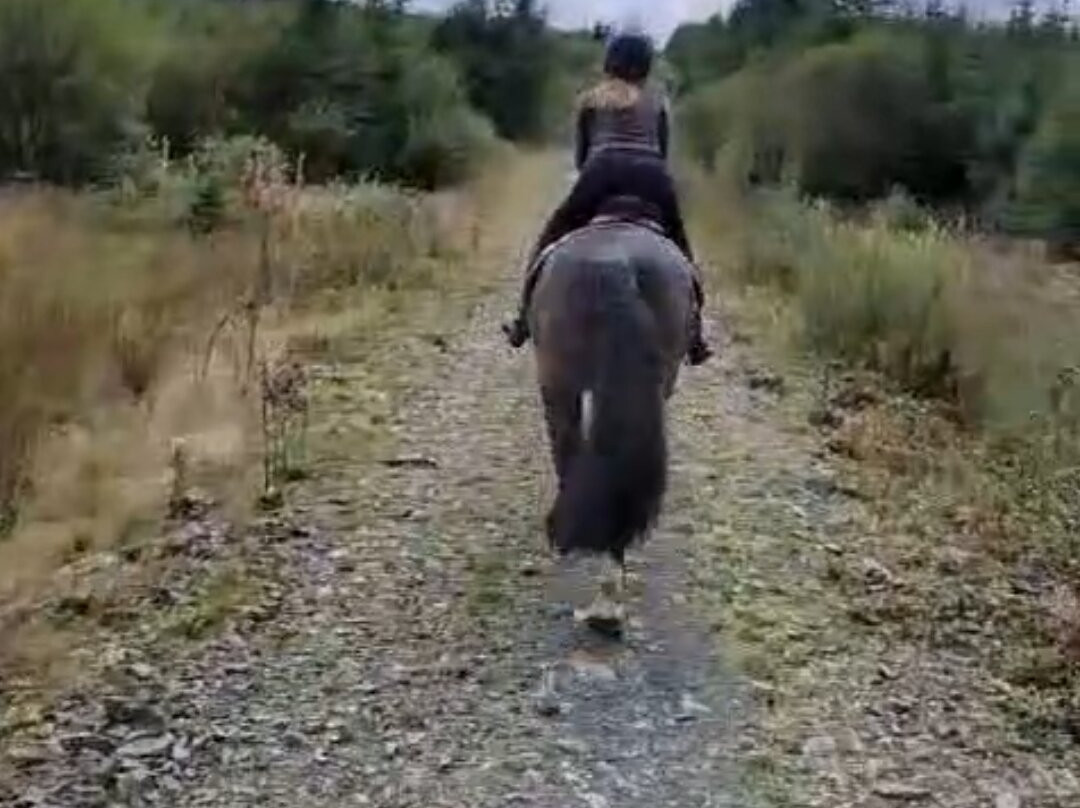 Saddle Tramps Trail Riding-Lampeter必去景点