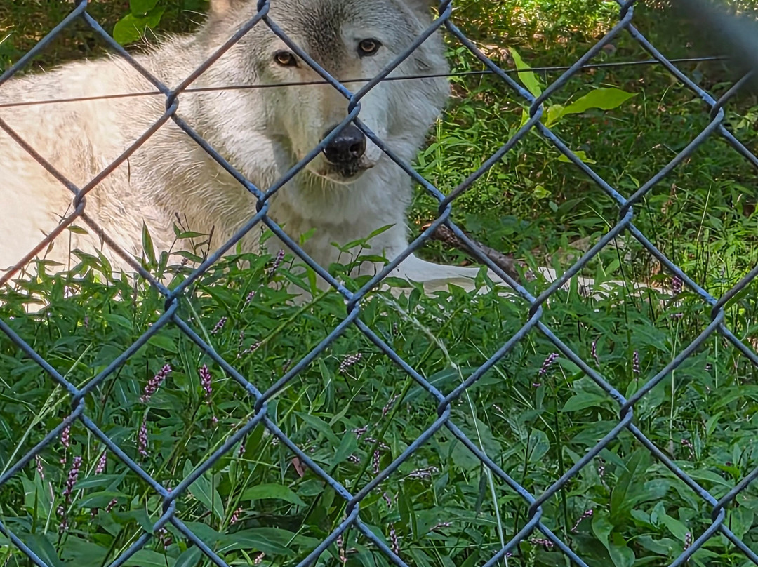 Lakota Wolf Preserve-Columbia必去景点
