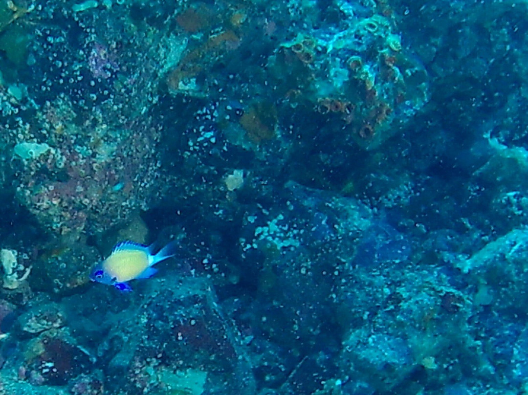 Izu Oceanic Park Diving Center - I.O.P.-伊东市必去景点