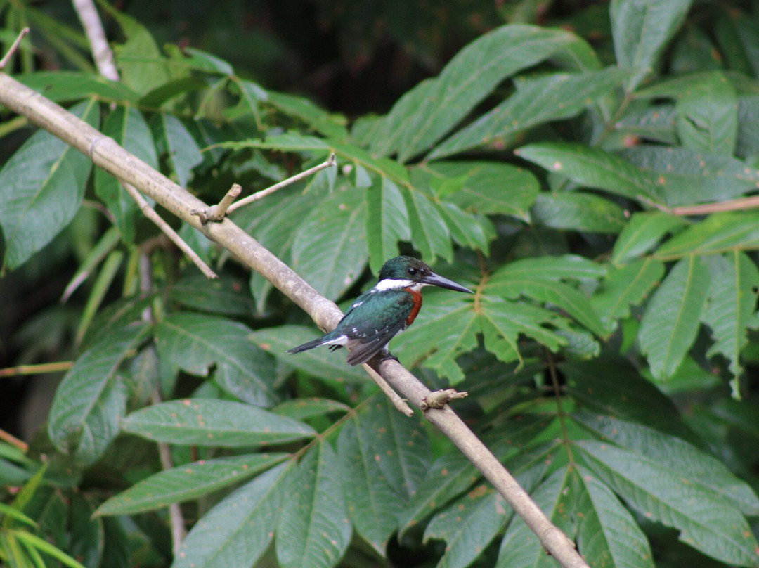 Osa Mangrove Tours-Sierpe必去景点