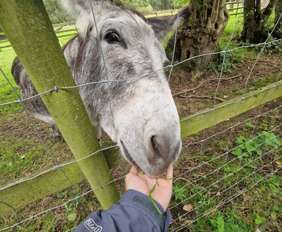 White Peak Alpaca Farm-Mobberley必去景点