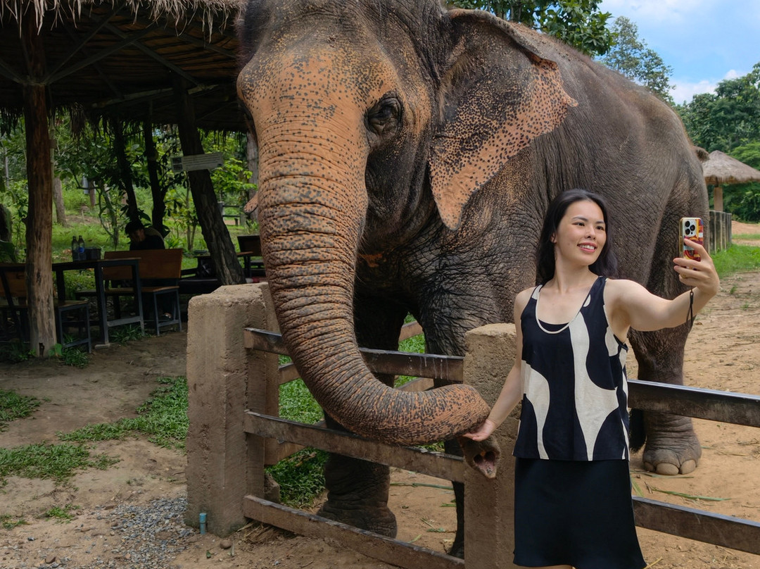 Maerim Elephant Sanctuary-夜林必去景点