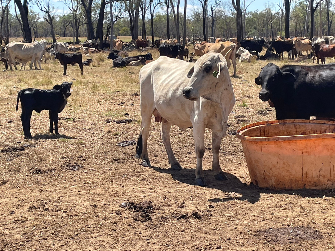 North West Outback Safaris-凯恩斯必去景点