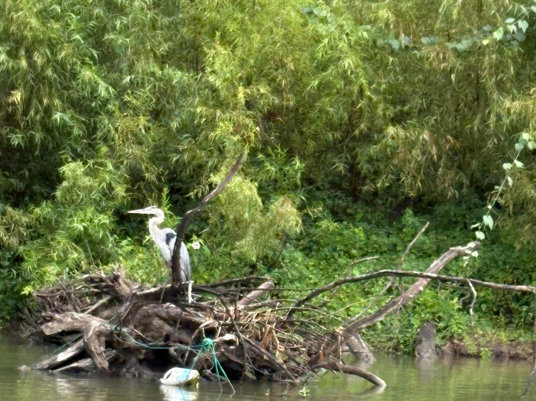 The Last Wilderness Swamp Tour-Plaquemine必去景点