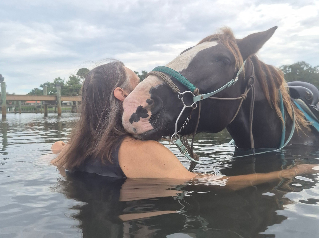 Florida Beach Horses-布雷登顿必去景点