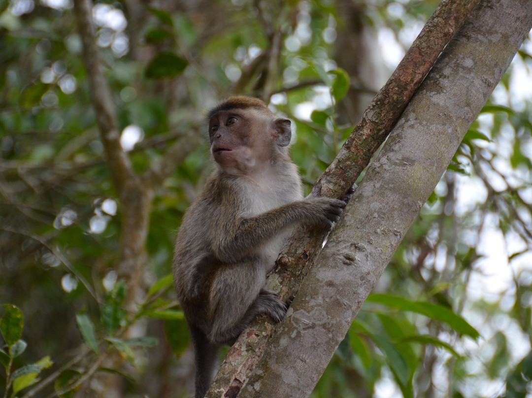 Orangutan Houseboat Tour-Kumai必去景点