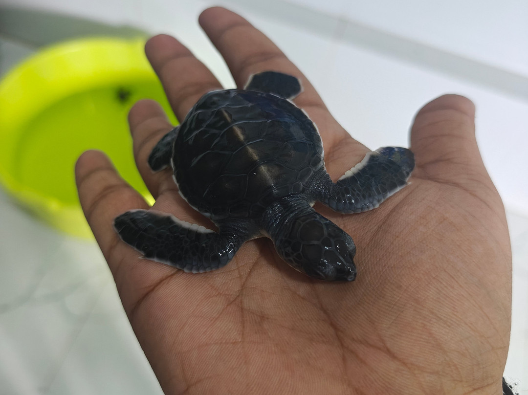 Ahungalla Sea Turtles Conservation And Research Center-亚洪加拉必去景点