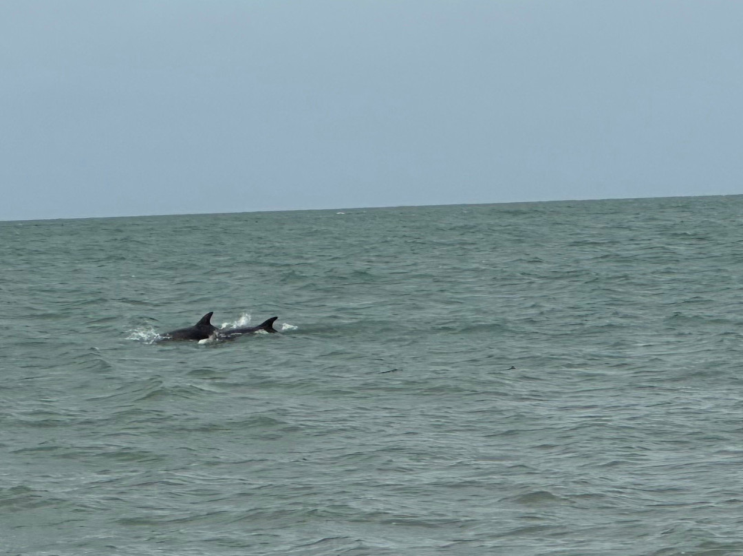 Dolphin Spotting Boat Trips (by New Quay Boat Trips)-纽基必去景点