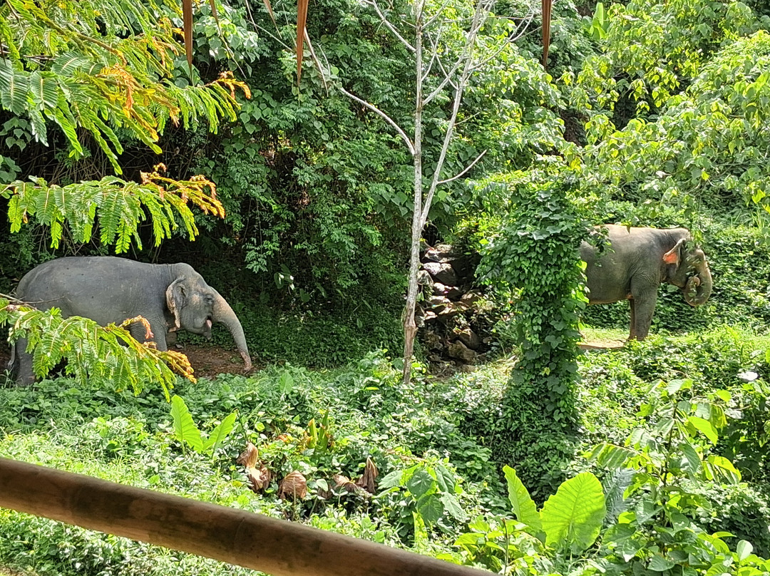 Hidden Forest Elephant Reserve-查龙必去景点