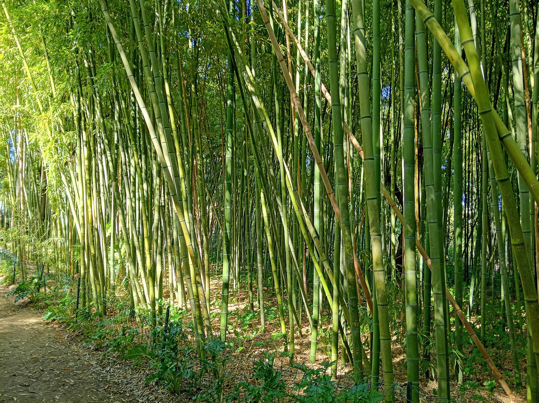 Jardin des Plantes de Montpellier-蒙彼利埃必去景点