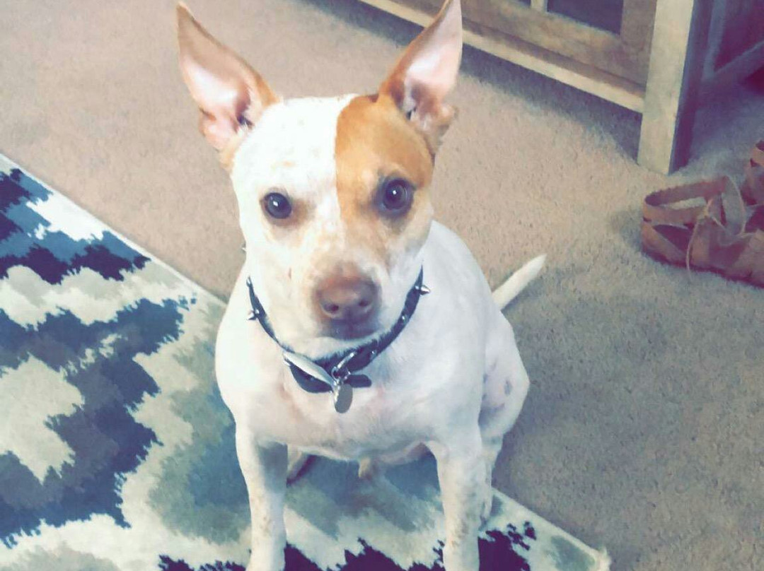 Magnolia Inn Laurens主图