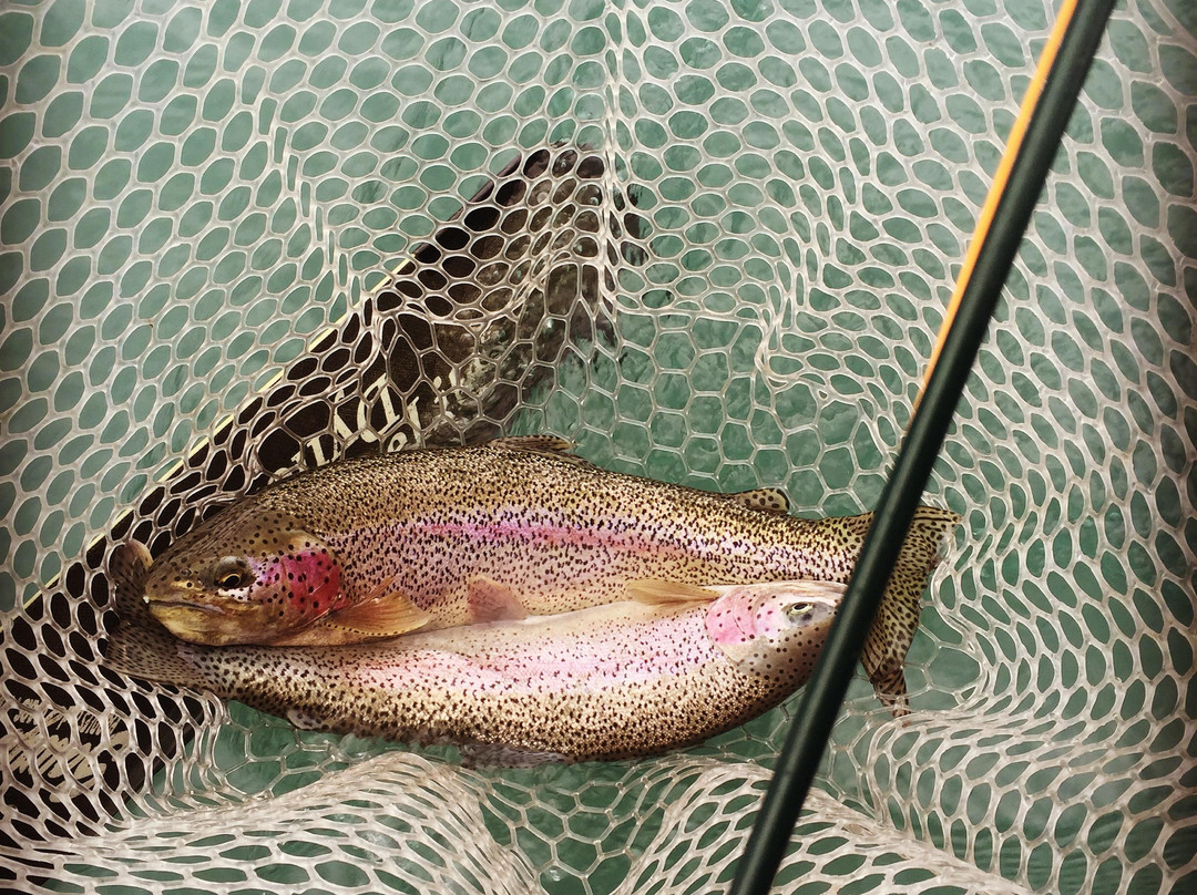 Jason's Guide Service-Cooper Landing必去景点