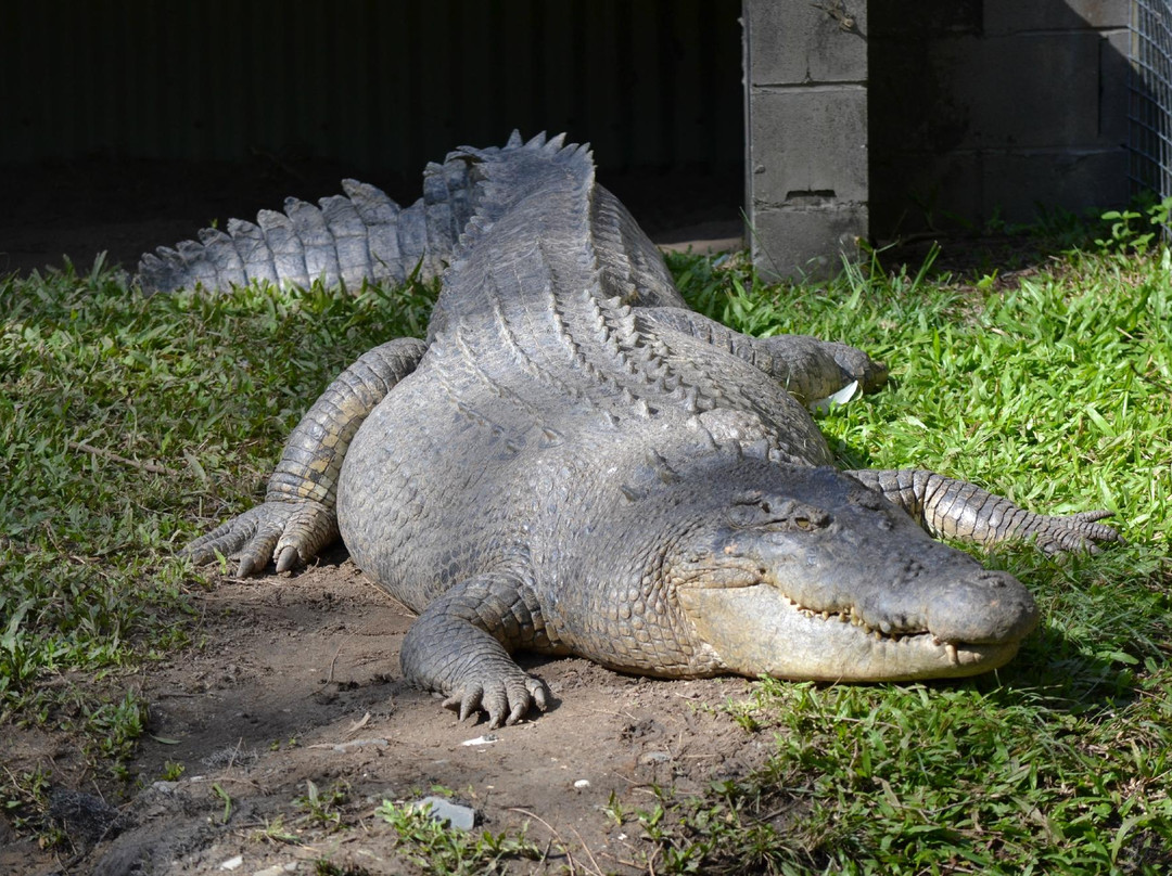 伯利角旅游景点-David Fleay Wildlife Park