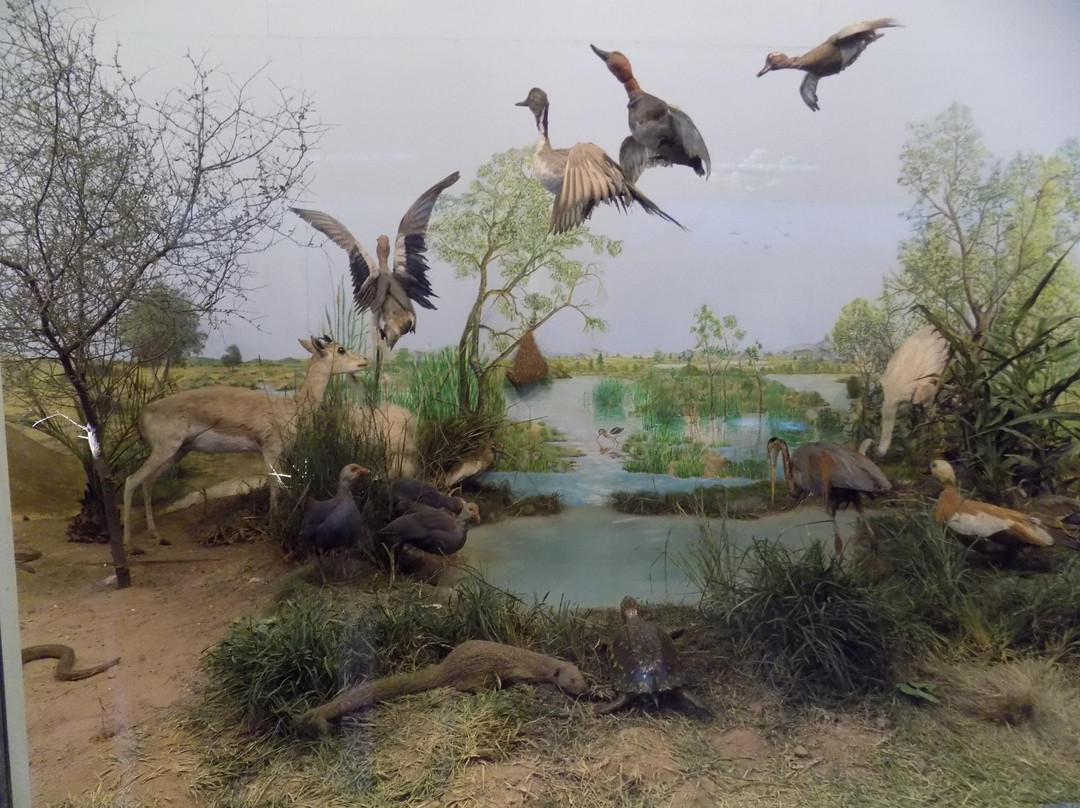 Pakistan Museum of Natural History景点图片