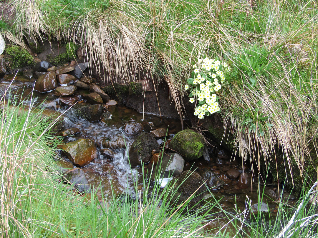 Snaizeholme Red Squirrel Trail-约克郡河谷国家公园必去景点