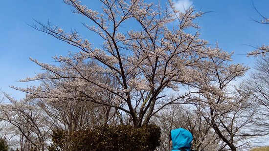 Miharu Dam, Lake Sakura-三春町必去景点