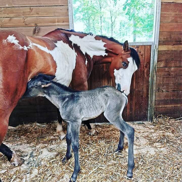 Parc des Grands Félins-Saint-Leger-en-Bray必去景点