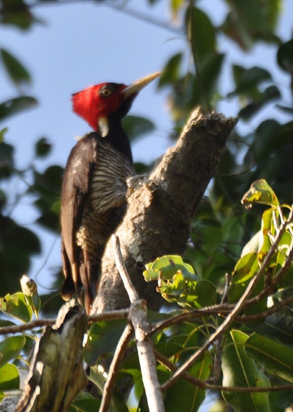 Jolie Jungle Eco Hotel主图