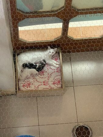 House of Van Cats-Van必去景点