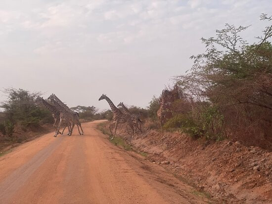 Arisi Safaris Limited-Dar es Salaam必去景点