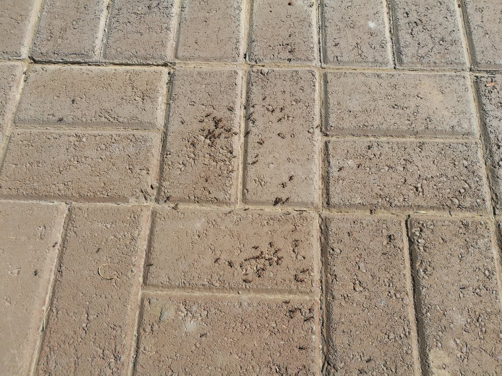 Olive Grove Guest Farm主图