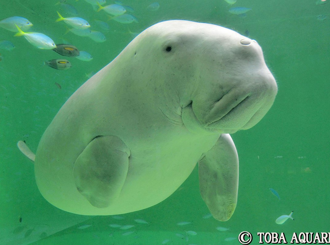 鸟羽水族馆景点图片