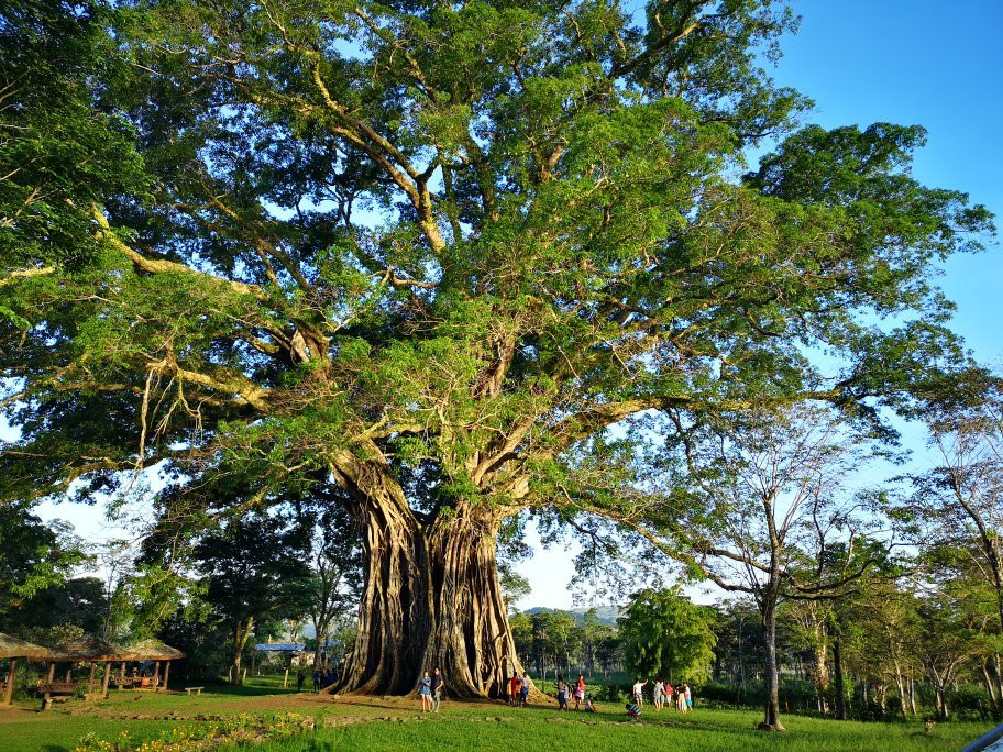 Canlaon City - Century Tree Dalakit景点图片