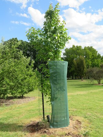Bright Memorial Arboretum-布赖特必去景点