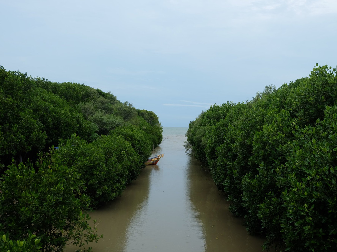 Pandansari Mangrove Forest景点图片