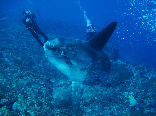 巴厘岛潜水