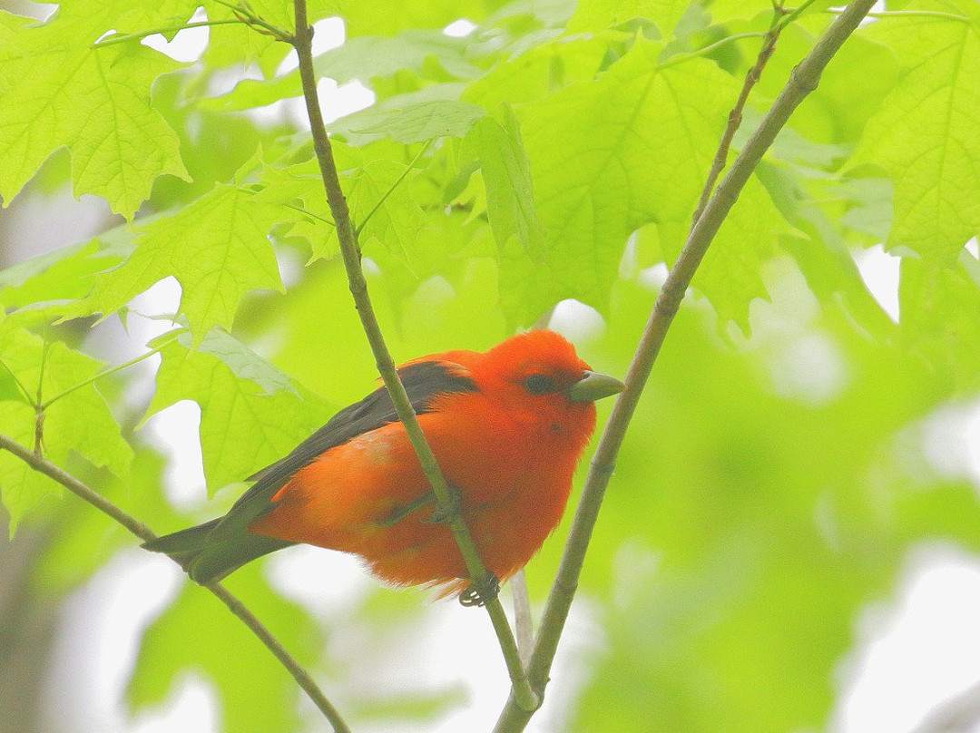 O'Neil Nature Preserve景点图片