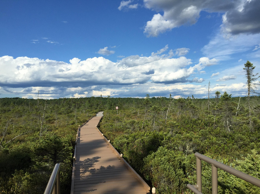 Orono Bog Boardwalk景点图片