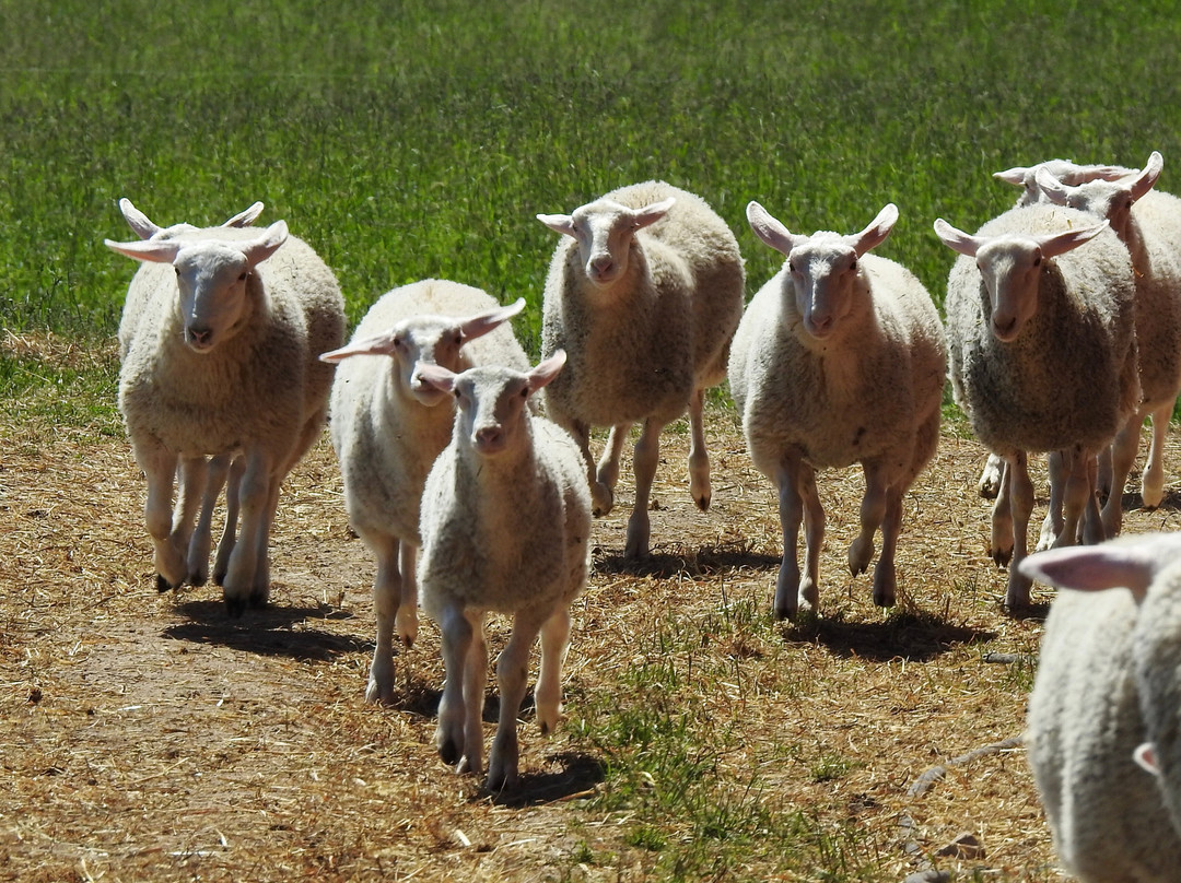 Grey County旅游攻略图片