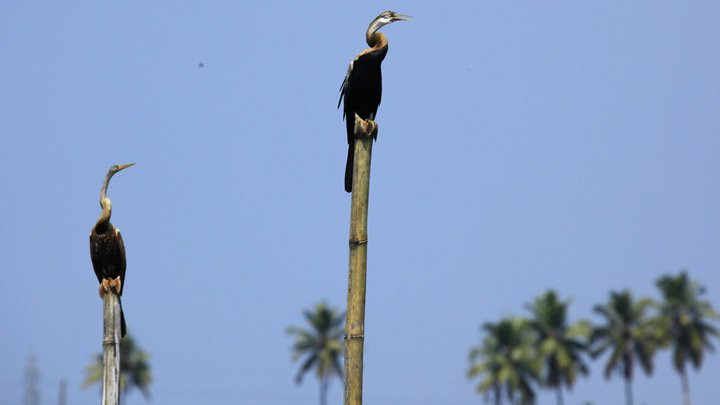 Kumarakom Bird Sanctuary景点图片